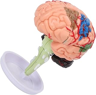 Modelo de cérebro anatómico 4D, estrutura clara, alta simulação, confortável ao toque, exercício de flexibilidade de dedos de vinil, modelo de cérebro anatómico para estudo anatómico