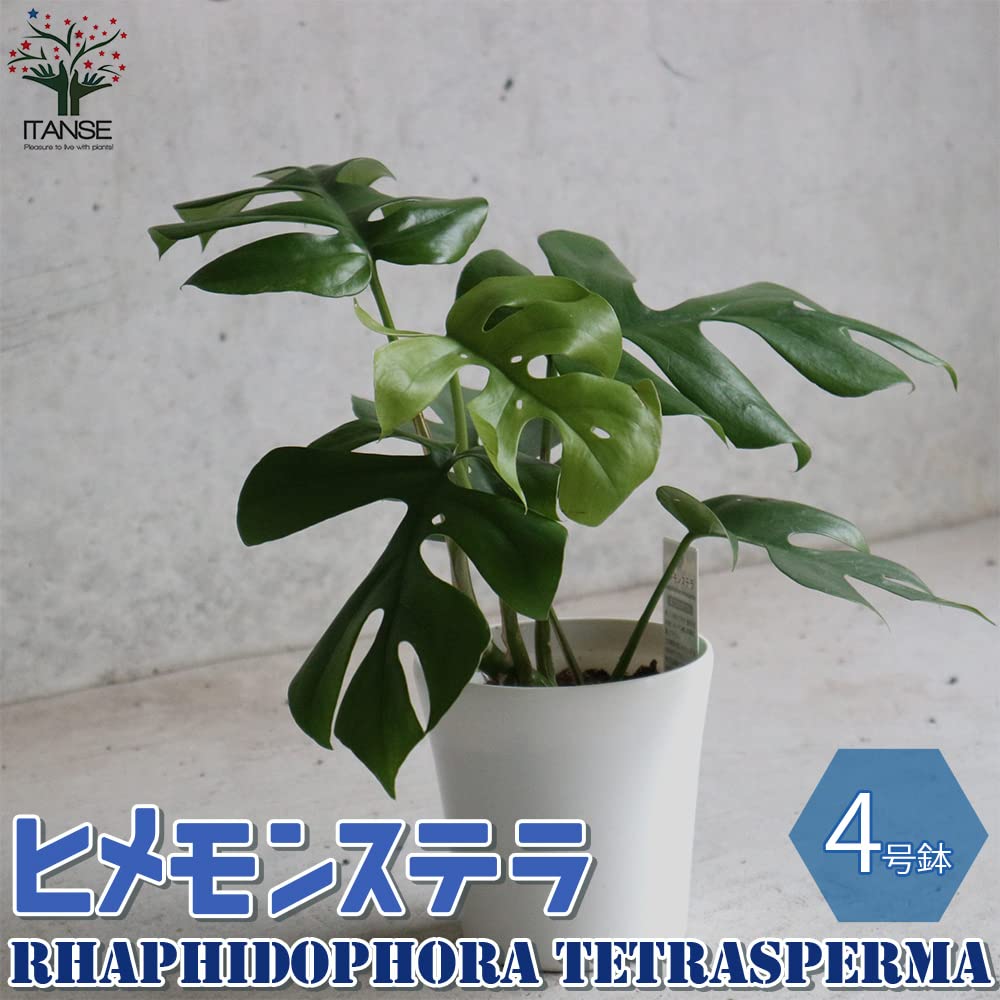 Amazon｜ヒメモンステラ(姫モンステラ) 4号鉢【品種で選べる観葉植物