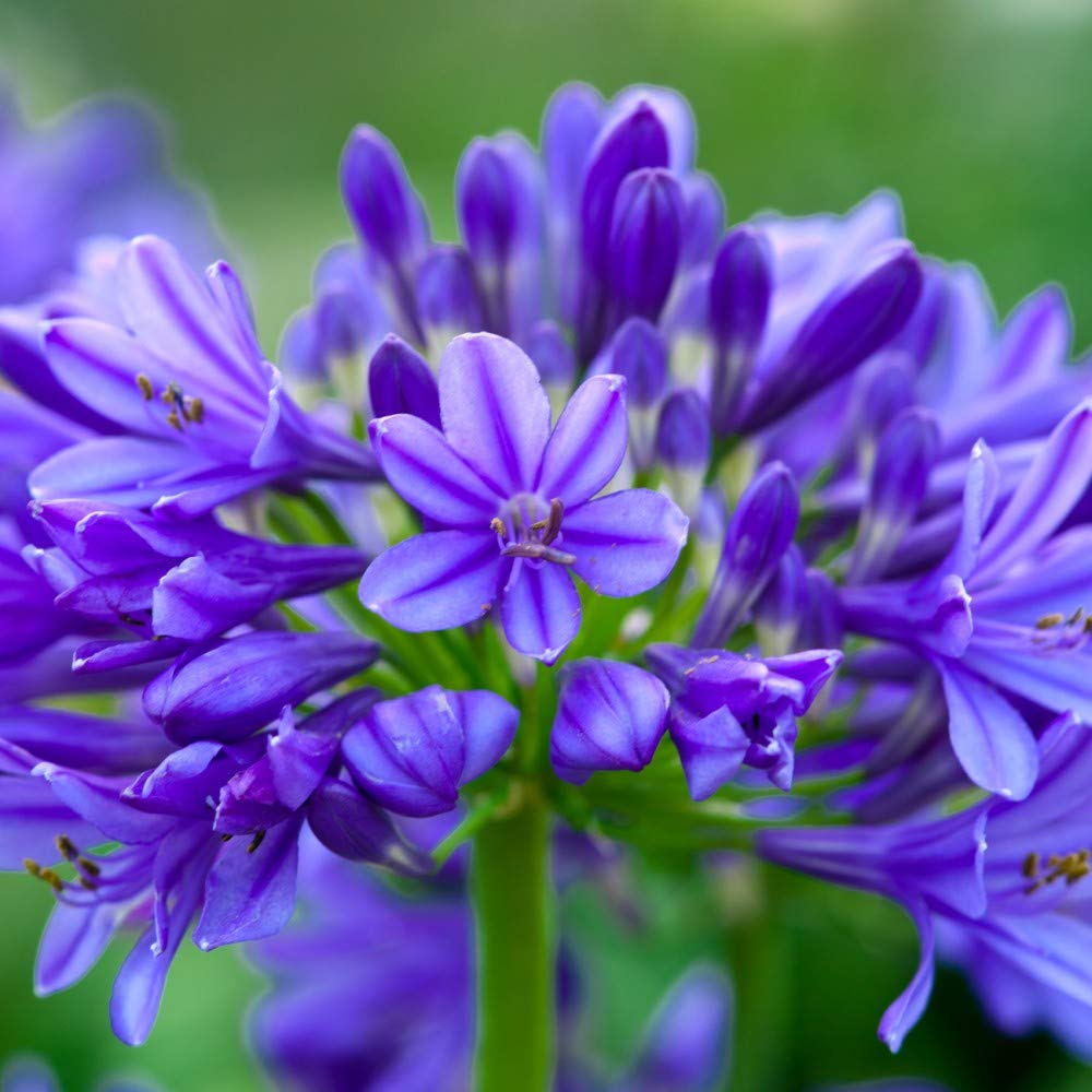Agapanthus 'Brilliant Blue' African Blue Lily Hardy Perennial Summer Flowering Garden Plants Grow Your Own 3 x 3 Litre Pot Agapanthus 'Brilliant Blue' by Thompson and Morgan (3)