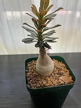 アデニウムソコトラナム 純血 実生 2株セット Amazon.co.jp: アデニウム ソコトラナム 純血 実生 3年株 : おもちゃ