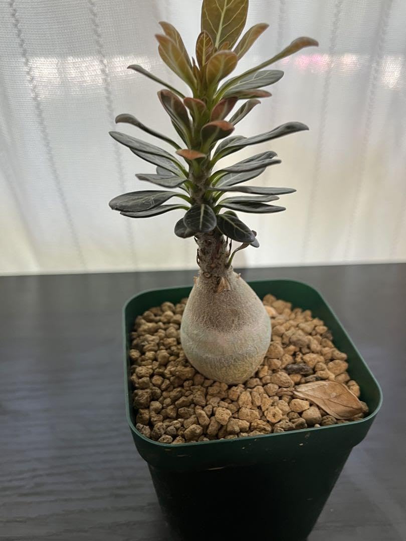 アデニウムソコトラナム 純血 実生 2株セット Amazon.co.jp: アデニウム ソコトラナム 純血 実生 3年株 : おもちゃ