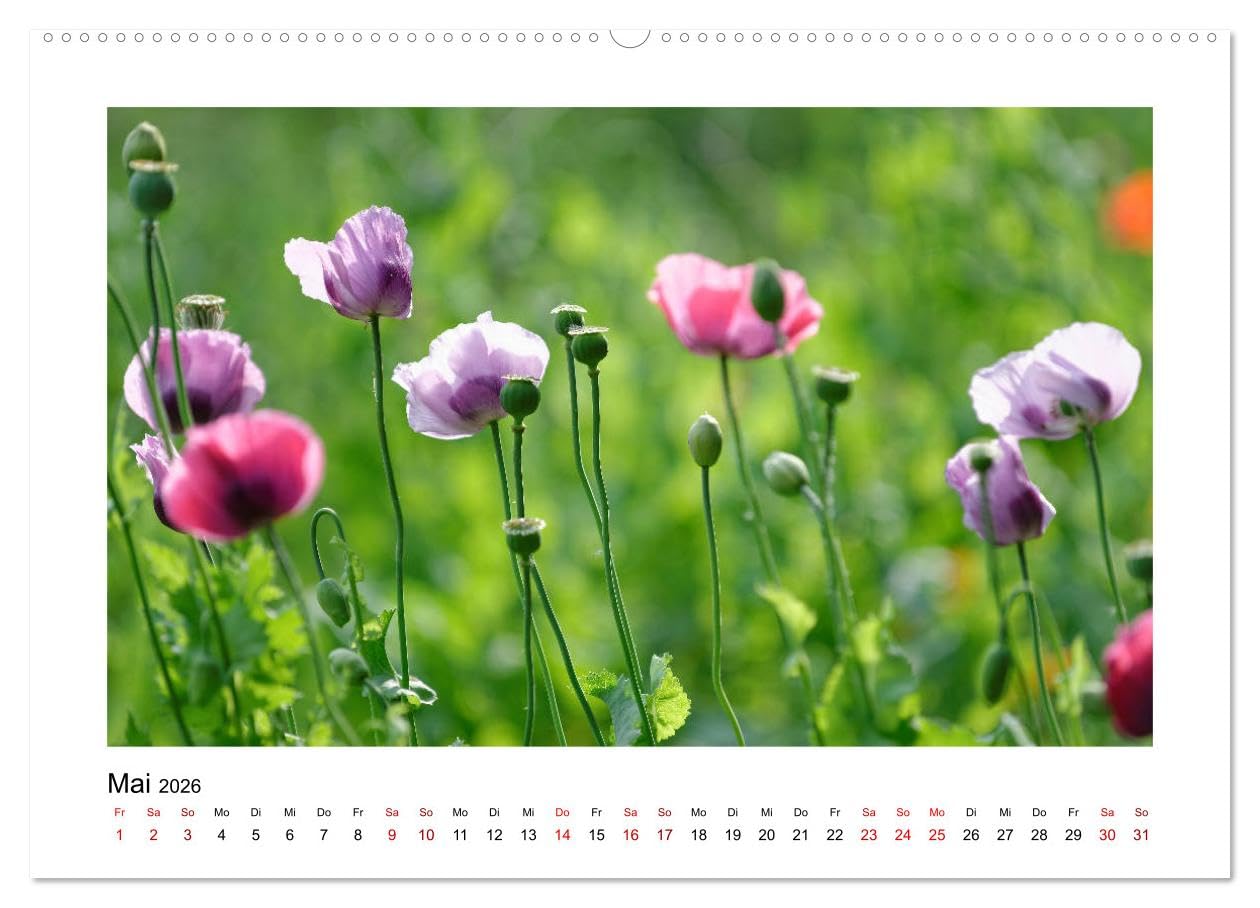 Garten-Idylle 2026 (hochwertiger Premium Wandkalender 2026 DIN A2 quer), Kunstdruck in Hochglanz: Ein farbenfroher Streifzug durch liebevoll gestaltete Gärten. (CALVENDO Natur)