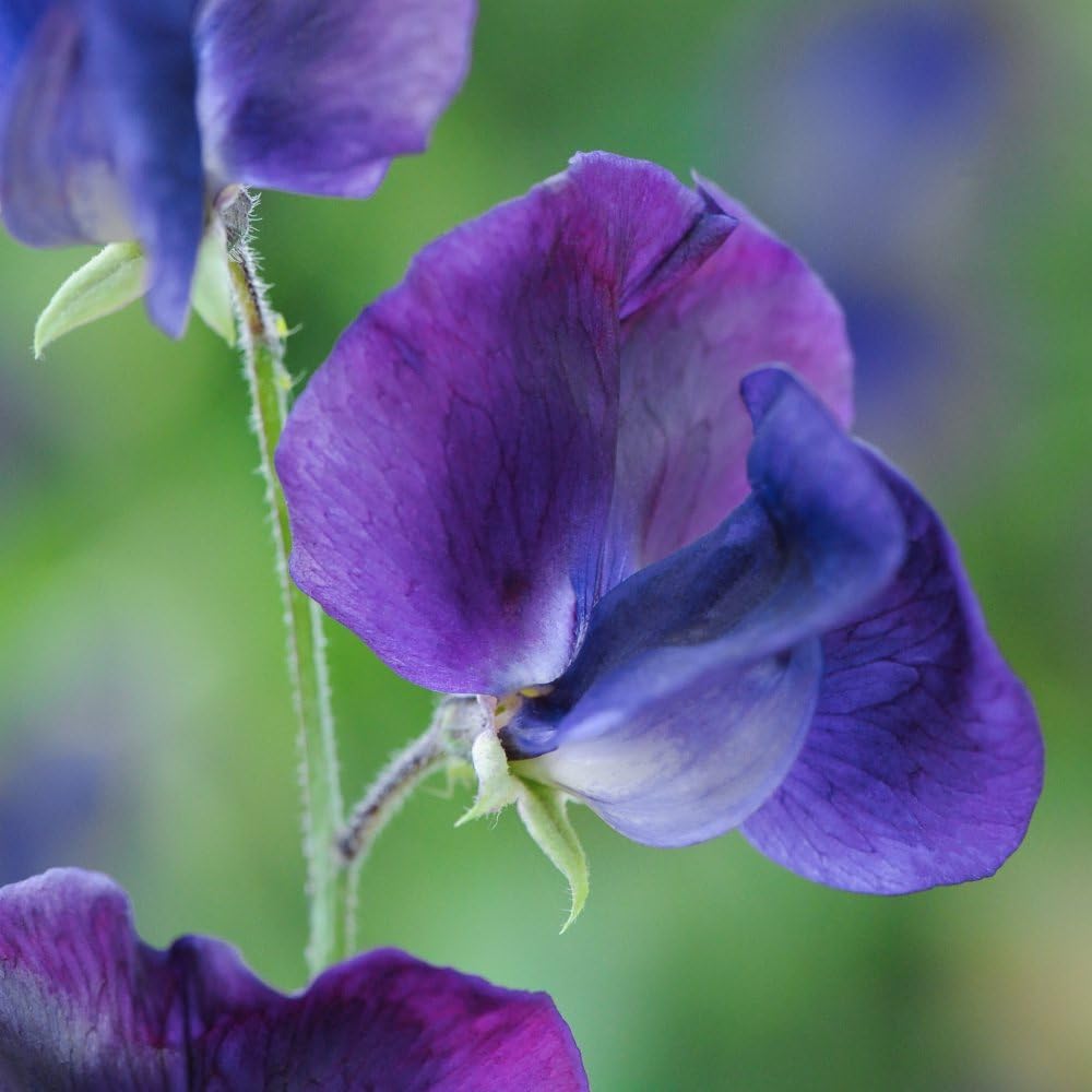 Sweet Pea ‘King Size Royal Navy’ Seeds – 1 Packet (25 Seeds) – Lathyrus odoratus Hardy Annual – Kew Flowerhouse Collection – Deep Blue Highly Fragrant Climbing Cut Flowers by Thompson & Morgan