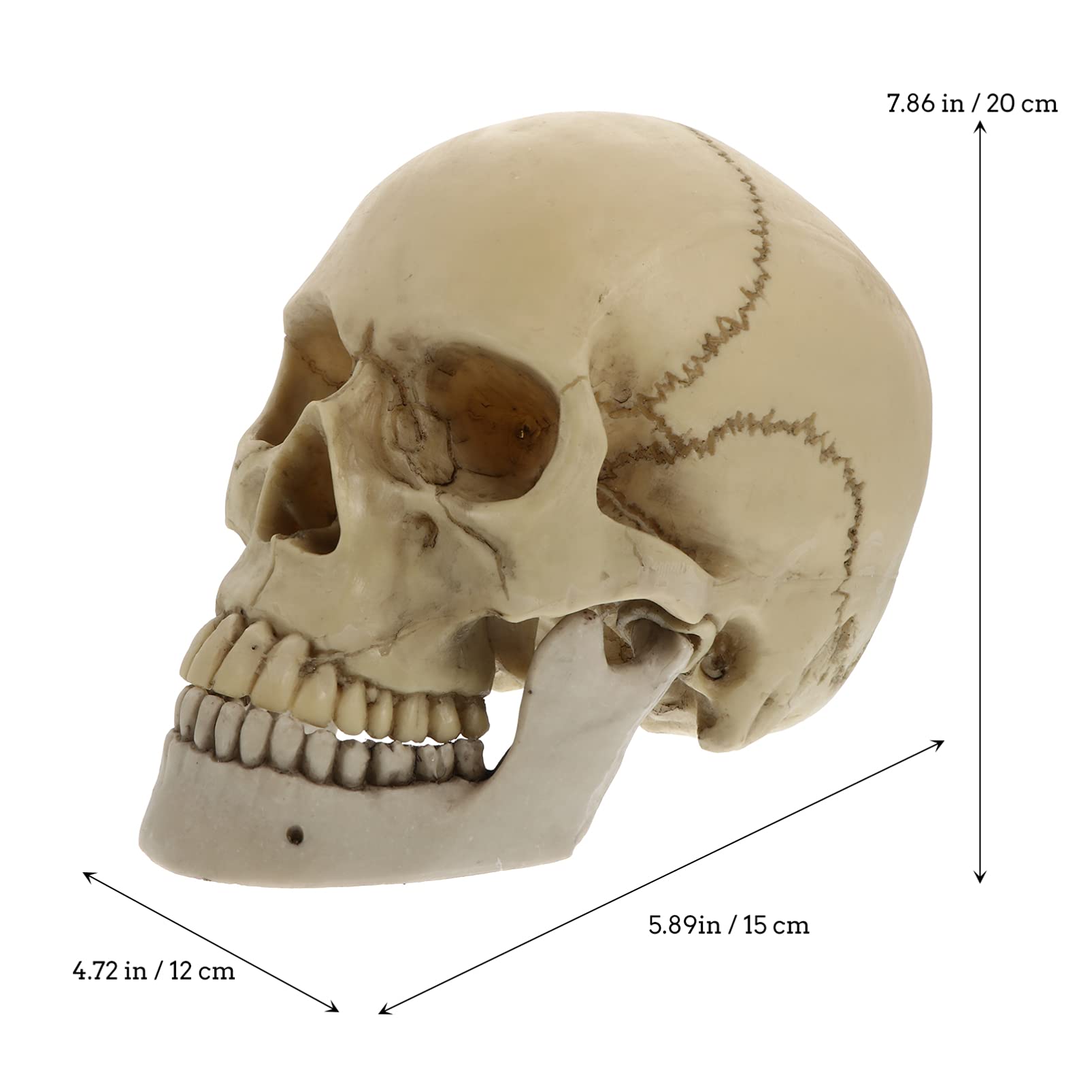 Tomaibaby Cráneo Humano de Tamaño Real Modelo de Halloween Cabeza Humana Calavera Esqueleto Accesorios Decoración Arte Estatuas Decoración Miedo Fantasma Esqueleto Cráneo para La Fiesta de