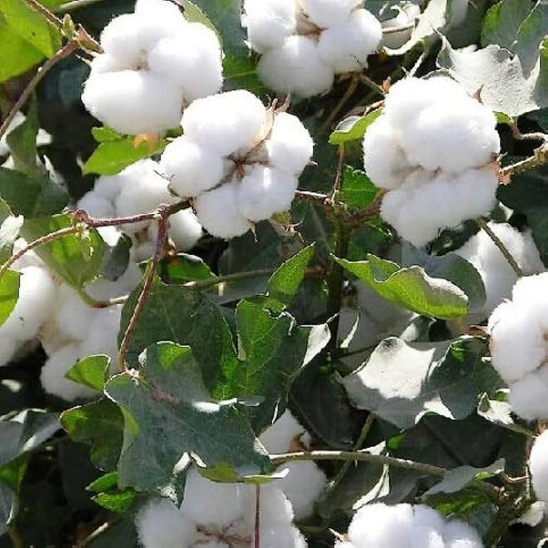 Organic Cotton seeds Pack of 10-image-10