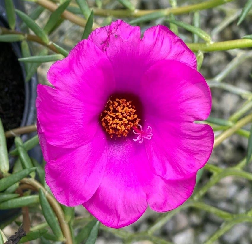 Amazon.com : Purslane Samba Hot Rose | 10 Live Plants | Portulaca oleracea  | Succulent Flowers | Heat and Drought Ground Cover : Patio, Lawn & Garden