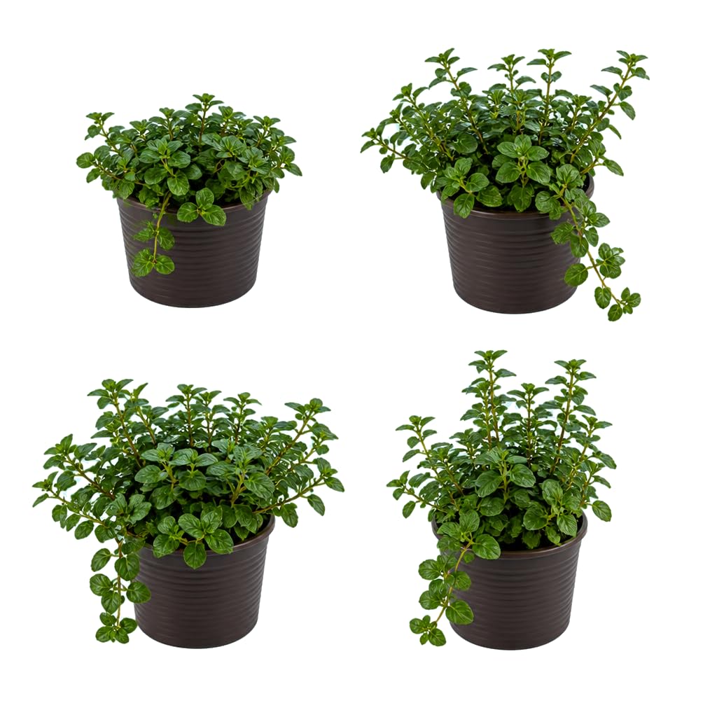 DECOALIVE Set de 4 Unidades: Mentha Piperita, Menta Negra, 25-30 cm de Altura, para Amantes de las Aromáticas