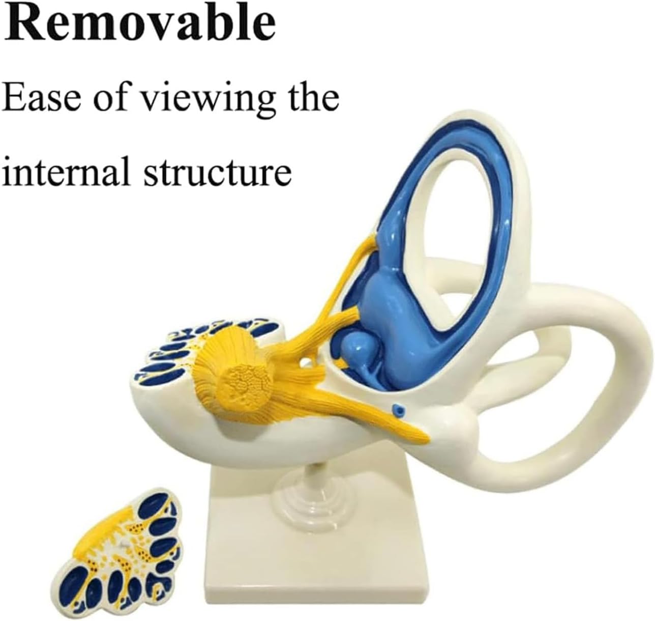 Inner Ear Labyrinth Magnification Model,Detachable Bony Labyrinth & Membranous Labyrinth Learning Anatomical Model,16X32CM