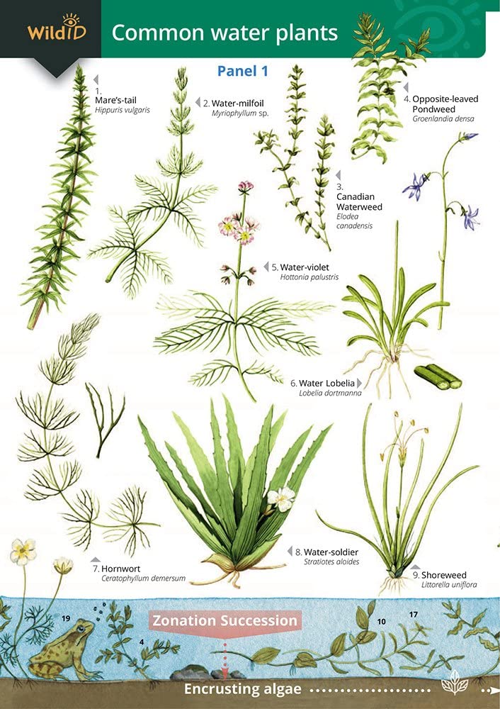 Guide to Commoner Water Plants (Field Studies Council Occasional  Publications S.) : Orton, Richard, Bebbington, Anne, Bebbington, John:  Amazon.de: Bcher