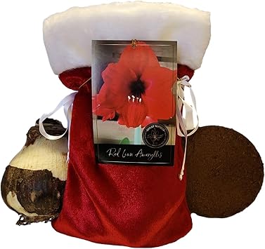 Red Lion Amaryllis Holiday Gift Growing Kit ، يتضمن حقيبة هدايا حمراء ، Red Lion Amaryllis Bulb ، Professional Growing Medium