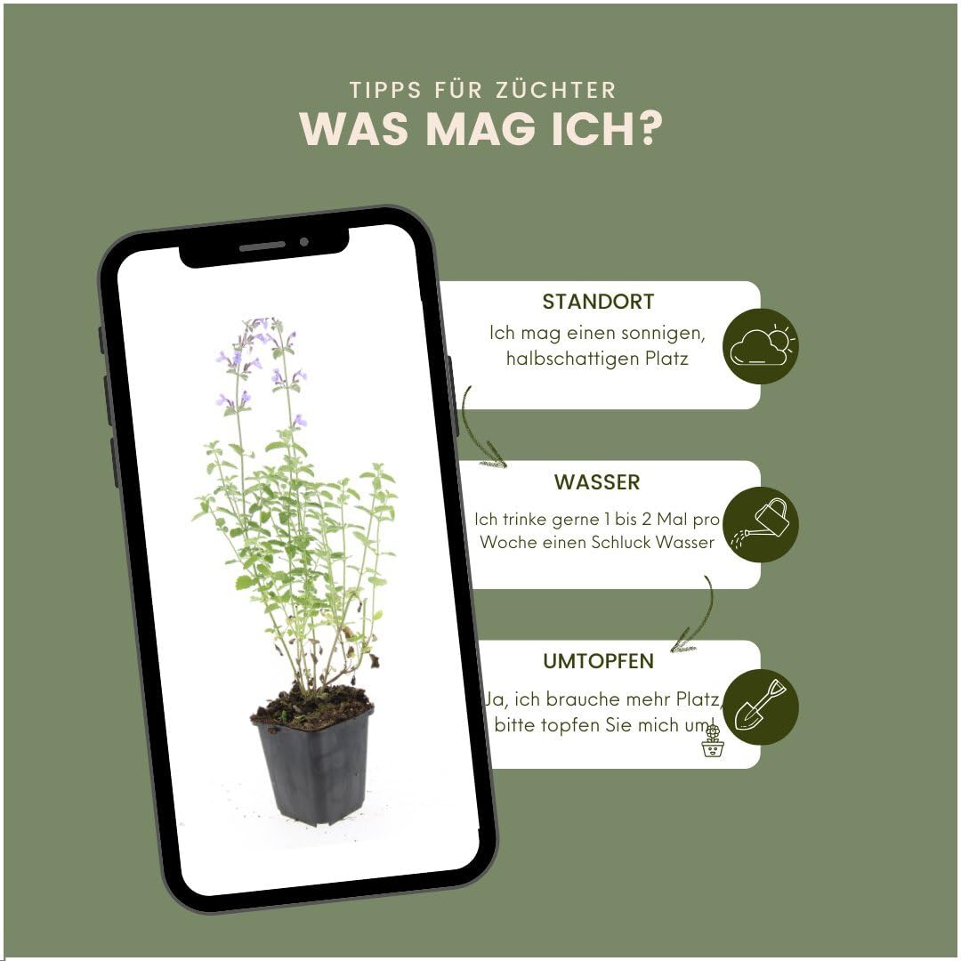 Plants by Frank | 6 Katzenminze Pflanzen | Nepeta 'Walker's Low' | Bodendecker Winterhart Mehrjährig | Stauden | Dunkelviolette Blütenfarbe | Bienenfreundlich | Gartenpflanzen
