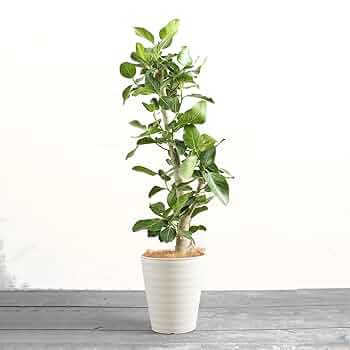 フィカス　ベンガレンシス　9番 フィカス・ベンガレンシス 7号鉢 観葉植物と植木鉢の専門店cocolate