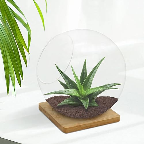 Vidrio de exhibición de terrario para plantas con tapete de bambú, globo de maceta de plantas de aire suculentas de mesa, mini jardín de terrario,