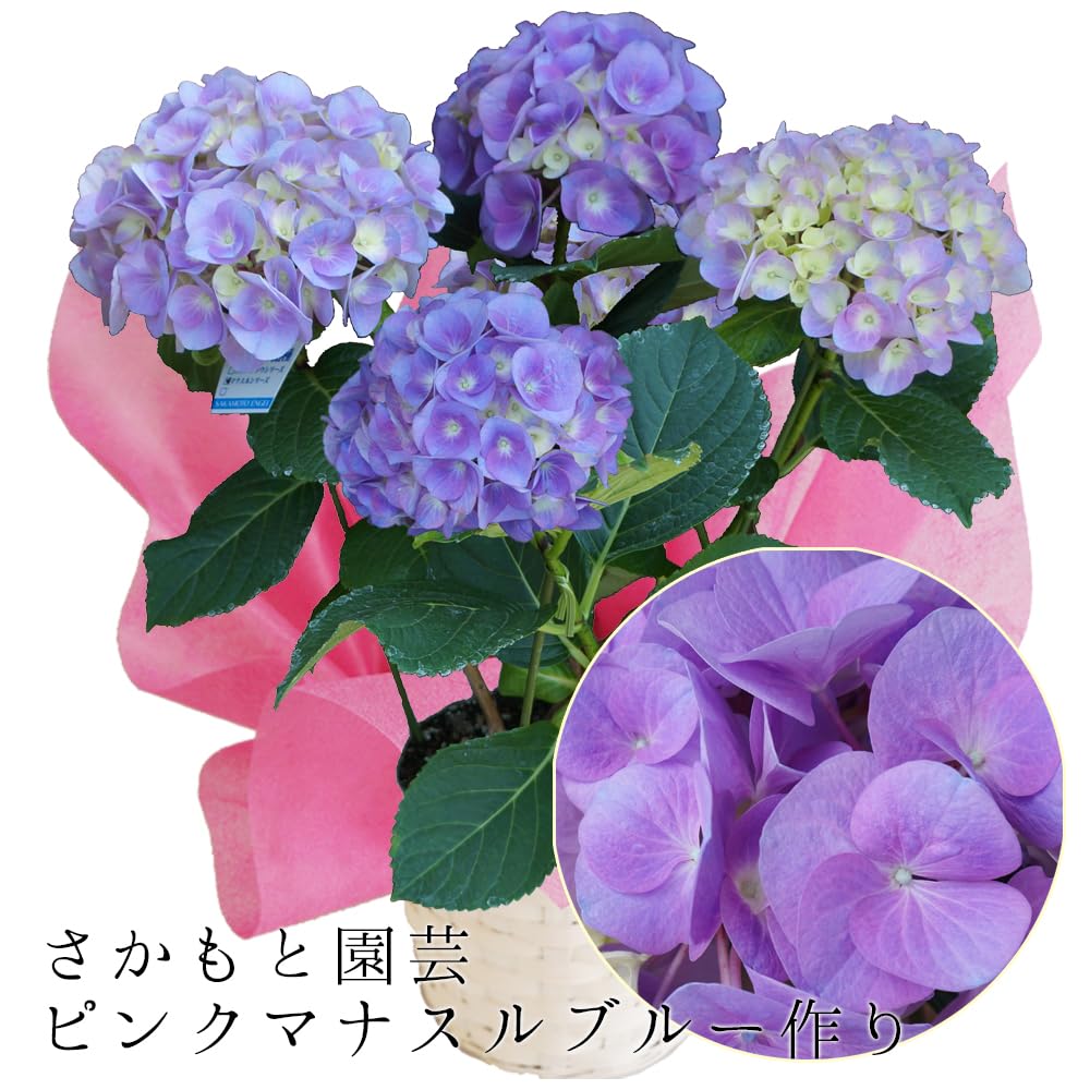 Amazon｜あじさい 早咲4月発送 さかもと園芸 達人のあじさい