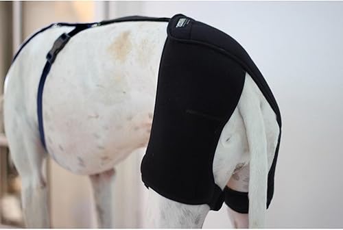 Miniatura 8 de Ortocanis - Soporte de cadera para perros con displasia de cadera u osteoartritis (M)