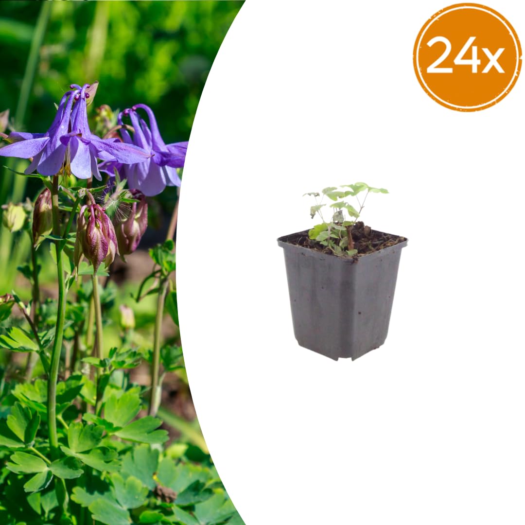 Aquilegia Vulgaris con Vaso, per Giardino, Colori Misti, 24 Pezzi 10-25cm