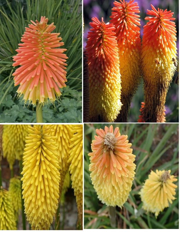 Exotic Hot Poker Torch Lily Bulbs Effortless Growth for Year-Round Home & Garden Beauty with Kniphofia Tritoma Giant Root/Bulb Perennial Summer Blooms (pack of 1 K.ROOPERI)-image-45