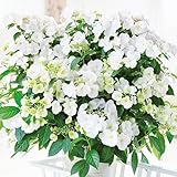 アジサイ 苗 苗木 ラグランジア(R) ブライダルシャワー 品種登録出願中 1株 ハイドランジア 紫陽花 あじさい アジサイの苗木 庭木 植木 花木苗 PW/国華園 24年春商品