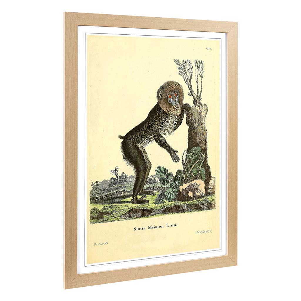 Big Box Art Framed Print of Vintage Jacques de Mandrill Design | Wall Art Picture | Home Decor for Kitchen, Living, Dining Room, Bedroom, Hallway, Office, Oak, A2 / 24.5x18 Inch / 62x45cm