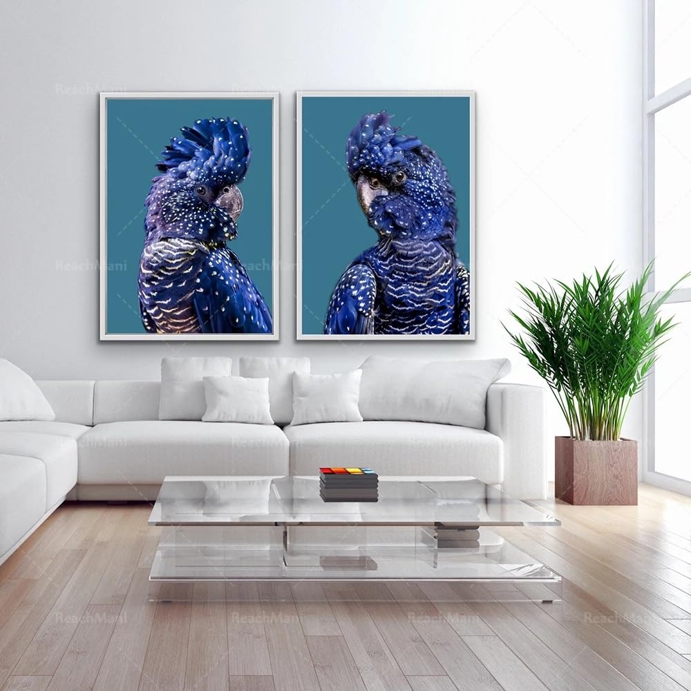 MAIMANG Kakadu, niebieska papuga, czarna kakadu – niebiesko-zielona kookaburra, ptaki Hamptons, naturalna sztuka ścienna, druk na płótnie, plakat (50 x 70 cm x 2/rama wewnętrzna)