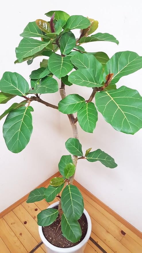 期間限定特価 希少 人気の陶器鉢仕立ての曲がりが素敵なフィカス アフリカンプリンス 160cm前後 10号鉢 写真のような商品をお届けします 観葉植物 癒し系 シンボルツリー ガーデニング 新築祝い 引越し祝い 開業祝 開店祝い 移転祝い 誕生日祝い ついに再入荷