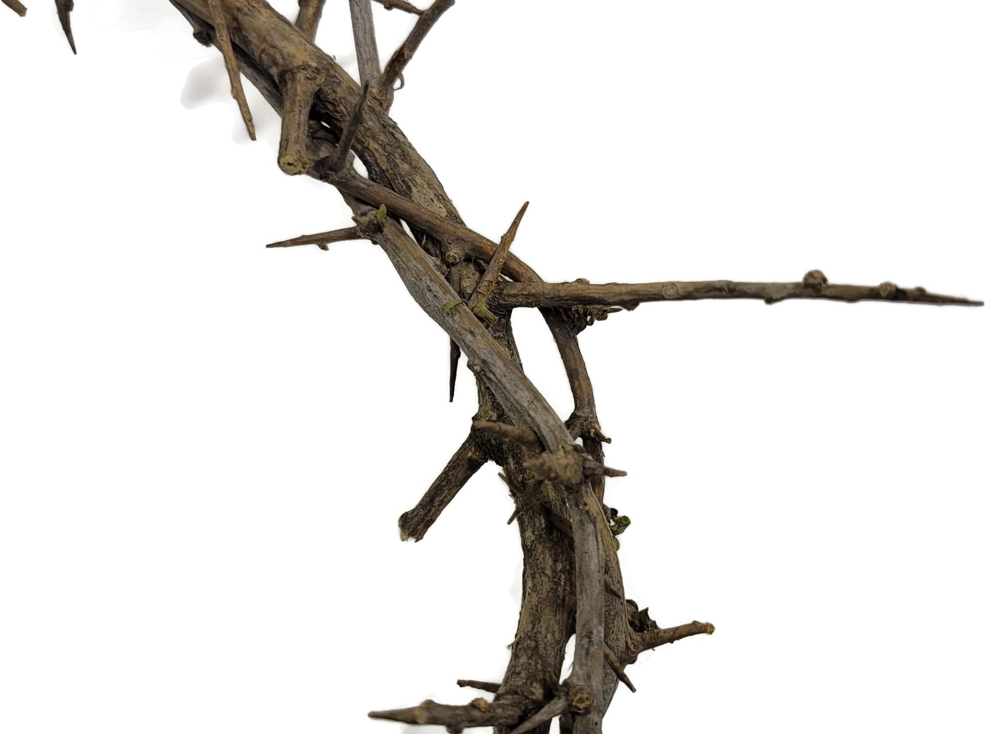 Authentic Biblical Lifesize 9" Crown of Thorns with Certificate Used at Passion Plays