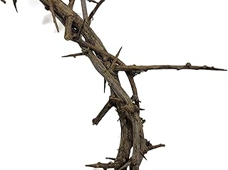 Authentic Biblical Lifesize 9