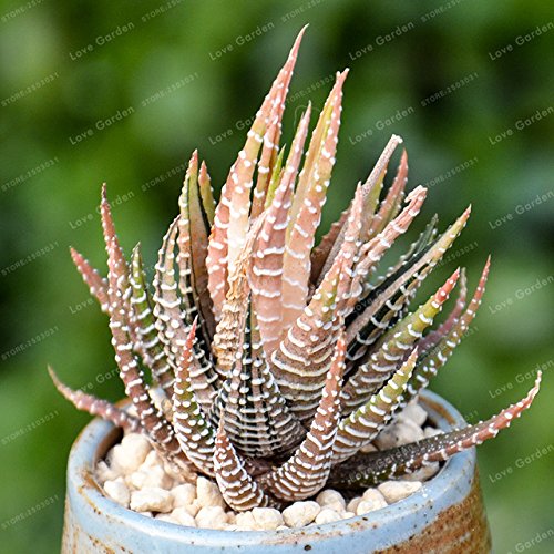 Bloom Green Co. 100 Pz Haworthia Fasciata Bonsai Aloe Vera BonsaïPianta Succulenta Rare Giapponese Mini Latte Fiore Bonsai Per la Casa Giardino: 4