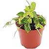 Product Photo 1