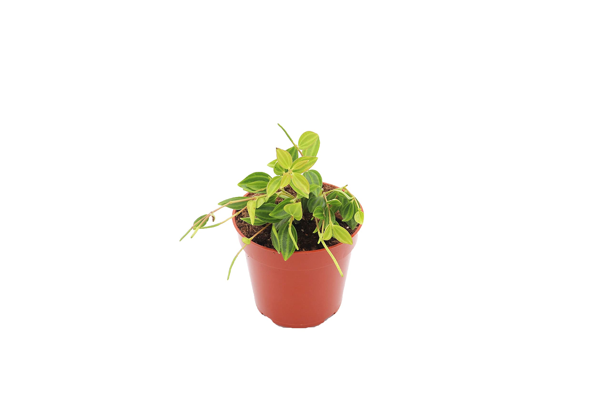 Beetle Peperomia - 4'' from California Tropicals