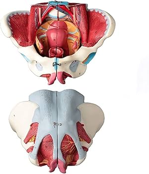女性型骨盤、骨盤底および会陰のモデル取り外し可能な内臓器官付き 女性型骨盤、骨盤底および会陰のモデル取り外し可能な内臓器官付き