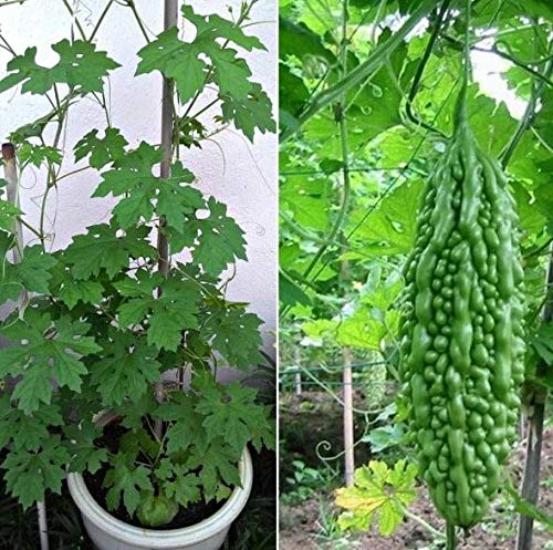 See full amazon price history chart for High Yield BitterGourd(Karela) Pali F1 Hybrid Green Long for Terrace Balcony Kitchen Poly House Gardening High Yield BitterGourd(Karela) Pali F1 Hybrid Green Long for Terrace Balcony Kitchen Poly House Gardening (B0CB1MQV1K) Amazon Price History, Amazon Price Tracker