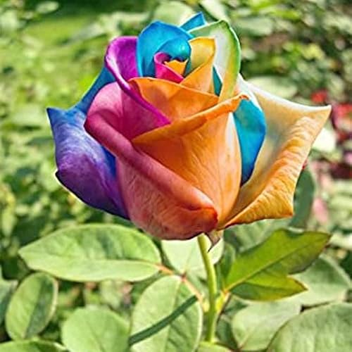 QAUZUY GARDEN 20 semillas raras de rosas de arco iris llamativas flores fragantes para balcón, techo, jardín, sala de estar, ventanas, decoración de