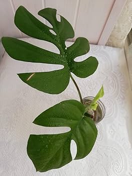 Amazon.co.jp: 姫モンステラ*.ヒメモンステラ2株⑦カット苗 発根済