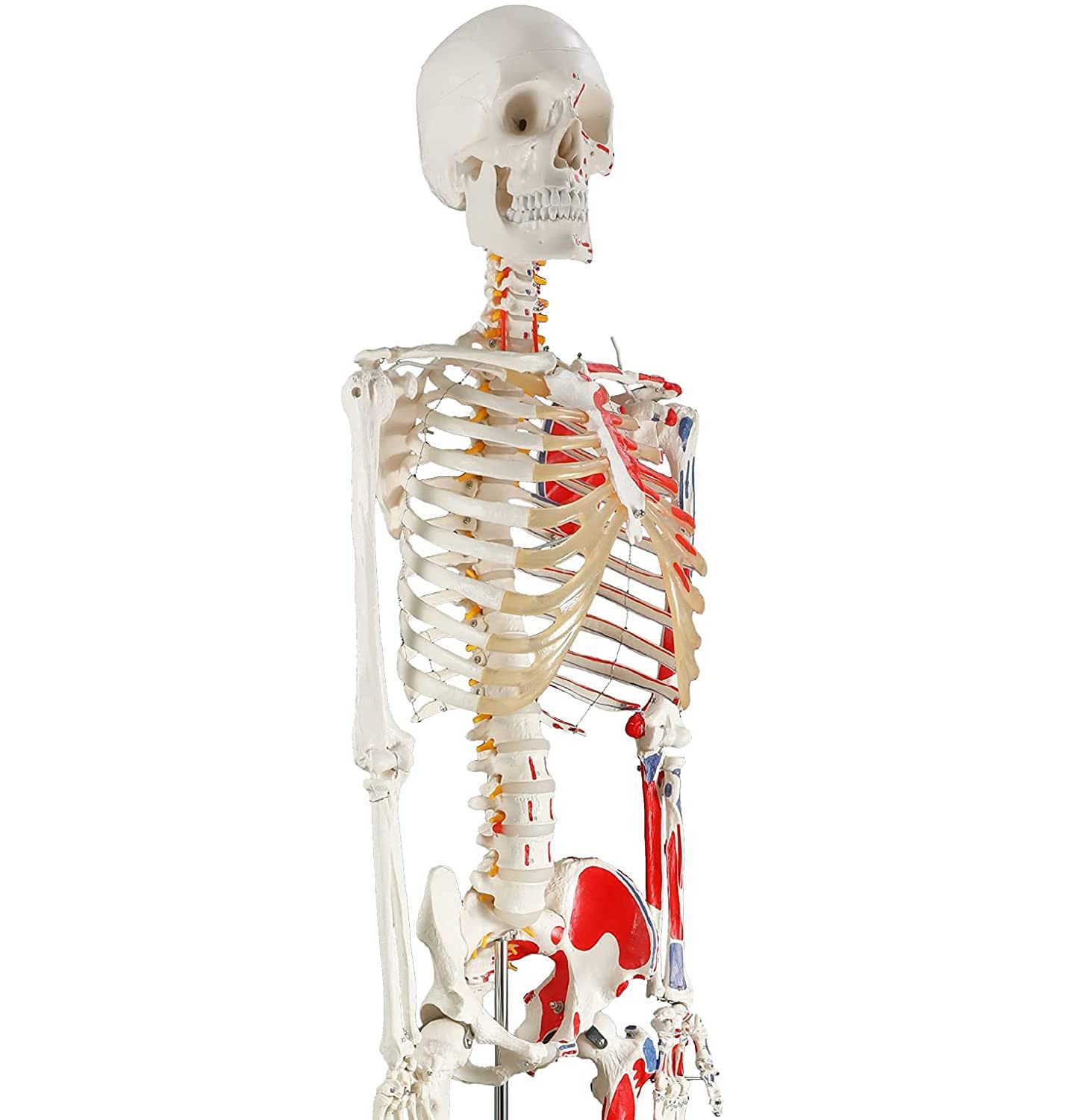 Lebensgroßes menschliches Skelettmodell 170 cm for Anatomie, Ganzkörperskelett mit nummerierten bemalten Knochen und abnehmbaren Gliedmaßen, 1 Stück