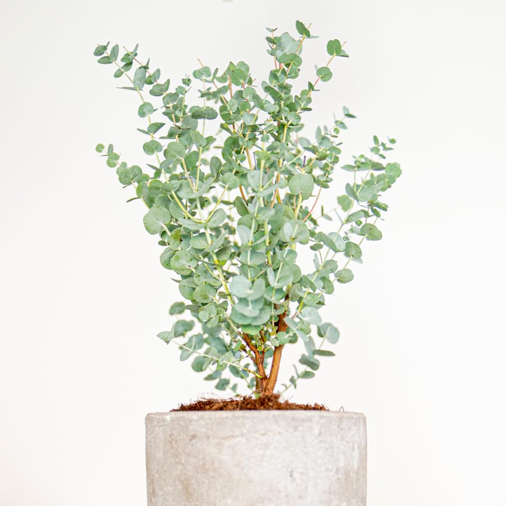 Eucalyptus gunnii 'Azura' in a 15cm Pot