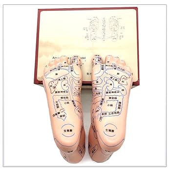 Amazon.co.jp: 足の鍼治療モデル - 人間の足のツボモデル - 19cm