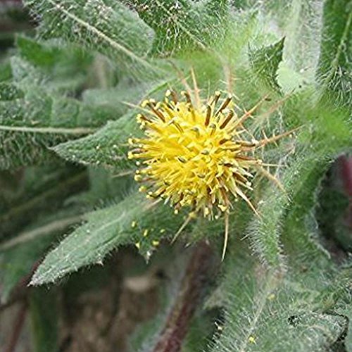Blessed Holy Thistle Seeds (Cnicus benedictus) 10+ Rare Medicinal Heirloom Herb Seeds in FROZEN SEED CAPSULES for The Gardener & Rare Seeds Collector - Plant Seeds Now or Save Seeds for Years