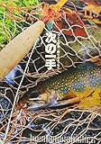 フライの雑誌 113(2017-18冬春号): ワイド特集◎釣り人エッセイ〈次の一手〉|各界で活躍中の個性派釣り人に聞きました。あなたの〈次の一手〉はなんですか。川野信之/黒石真宏/碓井昭司/本村雅宏/渋谷直人/平野貴士/坂田潤一/遠藤早都治/加藤るみ/田中祐介/山本智/中原一歩/山﨑晃司●天国の羽舟さんに|島崎憲司郎 ●〈Shimazaki Flies〉シマザキフライズ・プロジェクトの現在●豪華連載陣
