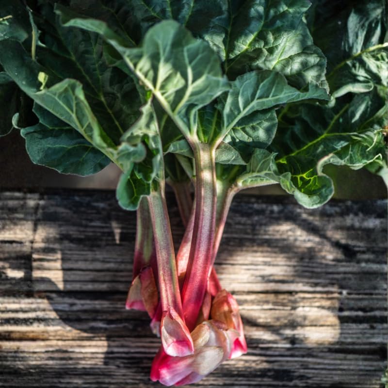 2 Rhubarb Plants for Planting, Cherry Red Rhubarb Roots, 4-6 Inch Starters, Live Perennial Vegetable for Home Gardens and Backyard Rows