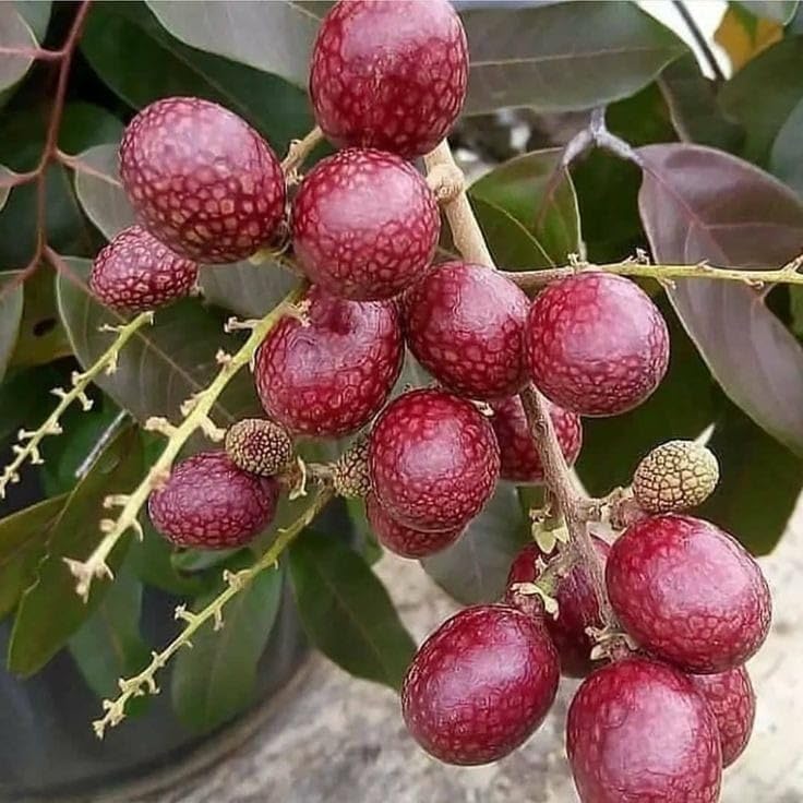 Image of All-Time12 Months Hybrid Grafted Guti Kolom Live Fruit Plant Original & Authentic for Outdoor Fast-Growing Fruit Plant Home Pack Of-1 (Red Ruby Longan plant Pack of-1, Medium)