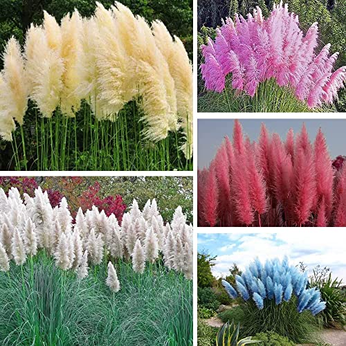 1000+ Pcs Mix Color Pampas Grass Seeds For Planting Tall Feathery Blooms Rare Plants Decor Garden Blue White Pink Red Yellow #TOP2