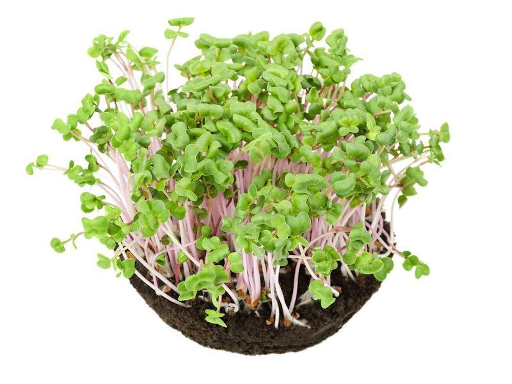 AllThatGrows Radish Pink Microgreens Seeds - 200gms (B072JMMY2S) Amazon Price History, Amazon Price Tracker