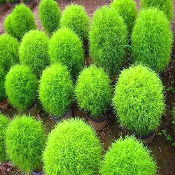 Image of Kochia Hybrid Seeds Flower | Kochia Green Color Hybrid Flower Seeds For Summer Season pack of 50 seeds