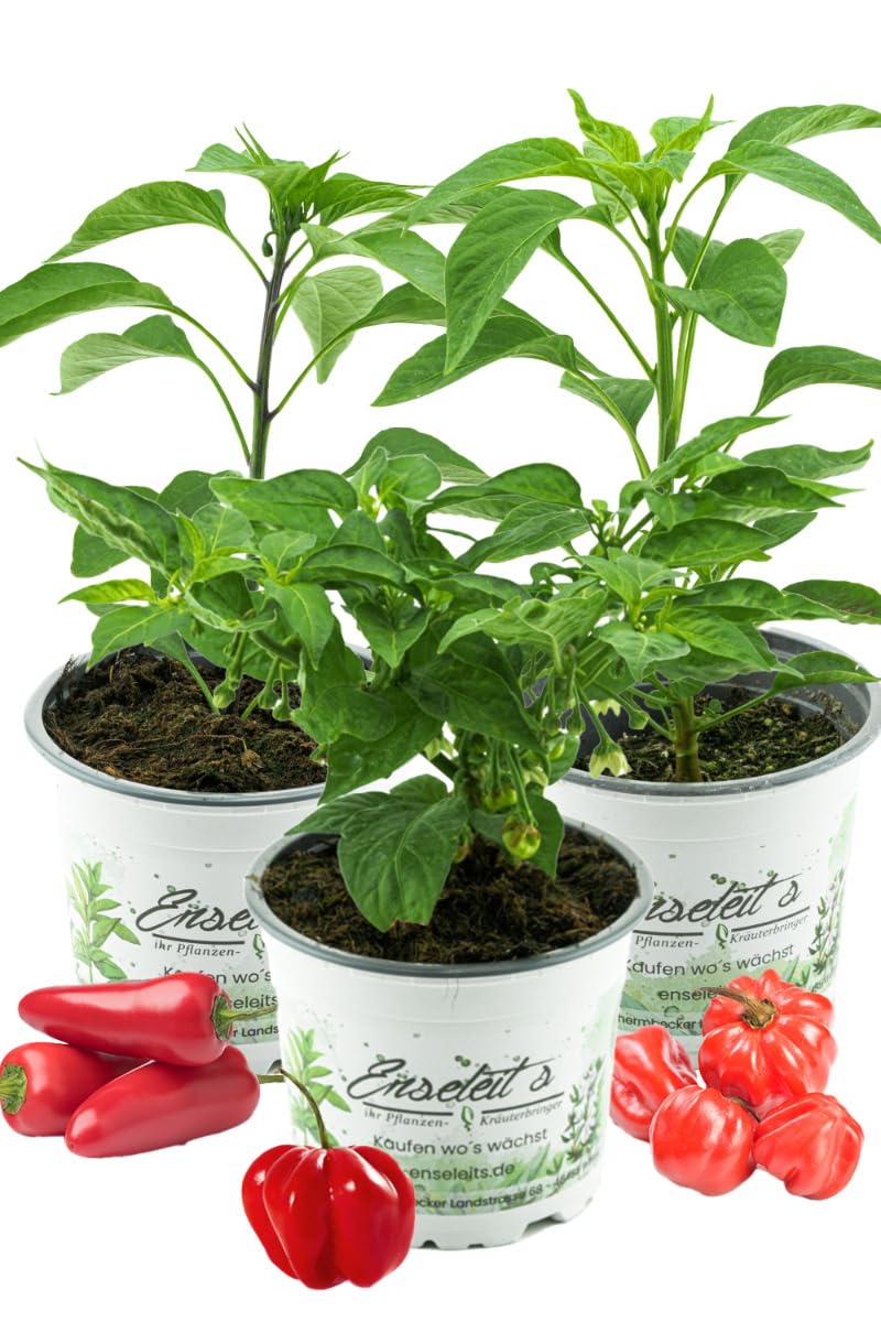 3er Set 'Hot Chili' - Bestehend aus Jalapeno 'Samira Shiny', Chili Habanero, Chili 'Scotch Bonnet' - Chili Pflanzen aus nachhaltigem Anbau!