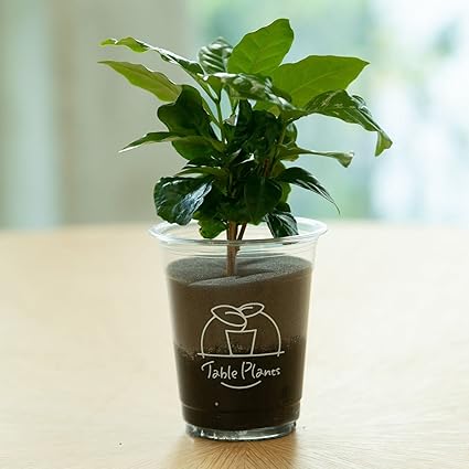 Amazon 土を使わない観葉植物 テーブルプランツ Table Plants コーヒーの木 観葉植物 オンライン通販 Amazon 土を使わない観葉植物 テーブルプランツ Table Plants コーヒーの木 観葉植物 オンライン通販
