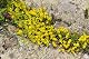Sedum-Samen Mauerpfeffer Sedum acre Samen für den Garten
