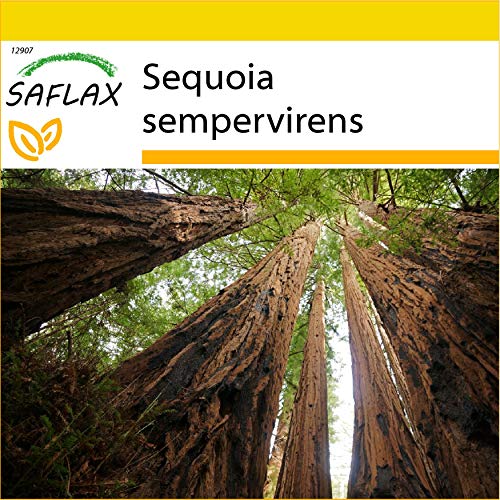 SAFLAX - Set de cultivo - Secuoya roja - 50 semillas - Con mini-invernadero, sustrato de cultivo y 2 maceteros - Sequoia sempervirens