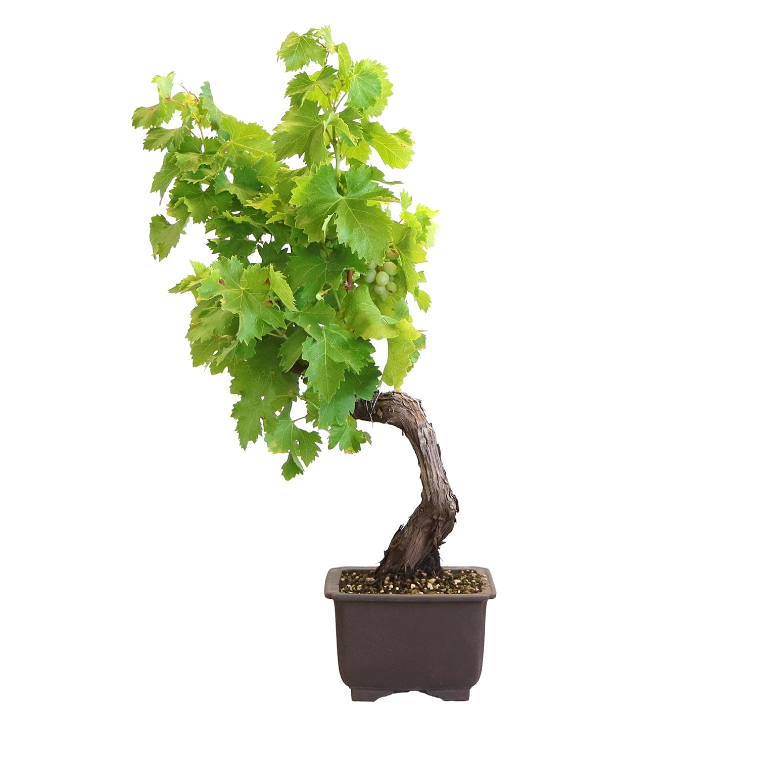 KENTIS - Bonsai di Vite - Vitis Vinifera Piante Vere fa Frutto da Esterno Ornamentali - Giardino Balcone Terrazzo - H 40/50 cm Vaso in Ceramica 22 cm