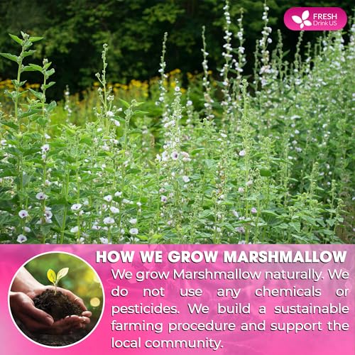 Image of FreshDrinkUS, Premium 55 Marshmallow Root and Leaf Tea Bags, 100% Natural & Pure. Loose Leaf Marshmallow Herbal Tea. Made with Eco-Conscious Tea Bags. No Sugar, No Caffeine, No Gluten, Vegan.